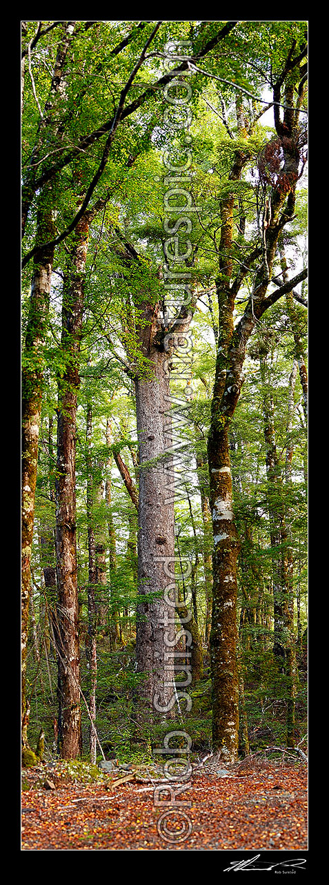 Image of Giant Red Beech tree inside beech forest interior (Fuscospora fusca, Syn Nothofagus fusca). Vertical panorama, Maruia, Buller District, West Coast Region, New Zealand (NZ) stock photo image