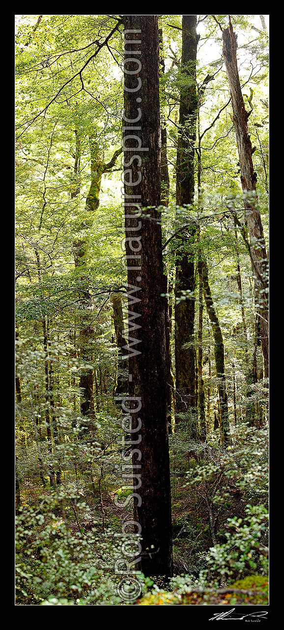 Image of Red Beech trunks in forest interior with trees, trunks and leaves (Fuscospora fusca, Syn Nothofagus fusca). Vertical panorama, Maruia, Buller District, West Coast Region, New Zealand (NZ) stock photo image