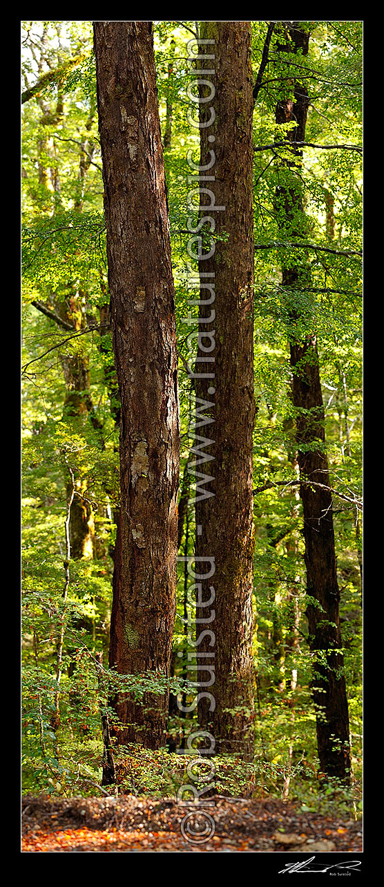 Image of Twin Red Beech trunks in forest interior with trees, trunks and leaves (Fuscospora fusca, Syn Nothofagus fusca). Vertical panorama, Maruia, Buller District, West Coast Region, New Zealand (NZ) stock photo image