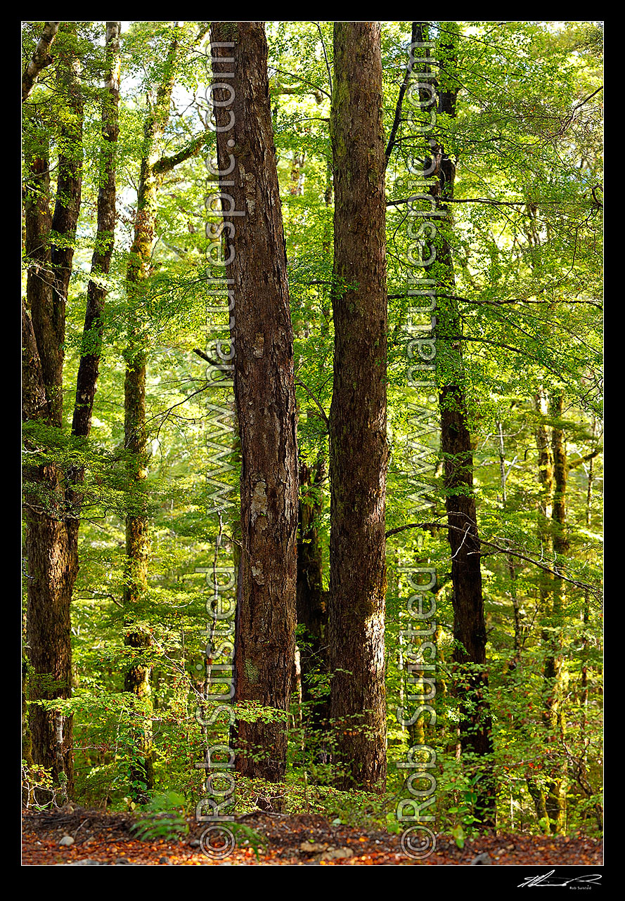 Image of Twin Red Beech trunks in forest interior with trees, trunks and leaves (Fuscospora fusca, Syn Nothofagus fusca). Square format, Maruia, Buller District, West Coast Region, New Zealand (NZ) stock photo image