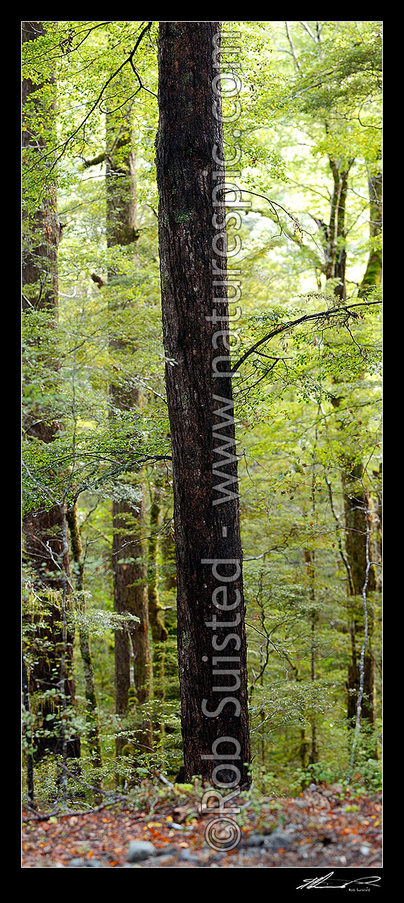 Image of Red Beech trunk in forest interior with trees, trunks and leaves (Fuscospora fusca, Syn Nothofagus fusca). Vertical panorama, Maruia, Buller District, West Coast Region, New Zealand (NZ) stock photo image