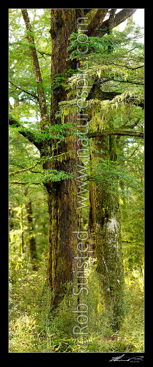 Image of Large Red Beech tree inside beech forest interior (Fuscospora fusca, Syn Nothofagus fusca). Vertical panorama. Warbeck Scenic Reserve. More front focussed compared to 43664fp00, Maruia, Buller District, West Coast Region, New Zealand (NZ) stock photo image