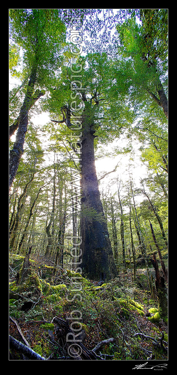 Image of Giant Red Beech tree inside beech forest interior, looking up through the forest canopy (Fuscospora fusca, Syn Nothofagus fusca). Vertical panorama, Maruia, Buller District, West Coast Region, New Zealand (NZ) stock photo image