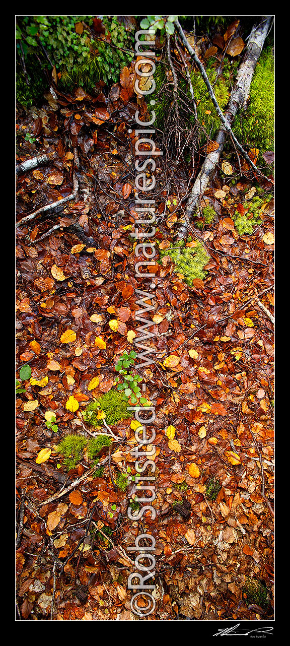 Image of Forest floor litter and detritus in a Red Beech Forest (Fuscospora fusca, Syn Nothofagus fusca), with leaf fall, beech seedlings and moss. Vertical panorama, Maruia, Buller District, West Coast Region, New Zealand (NZ) stock photo image