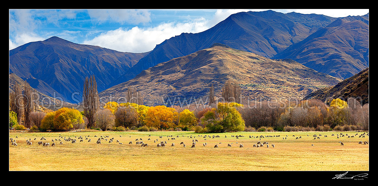 Image of Merino sheep grazing on pasture with autumn coloured willow trees as background. Panorama, Cardrona Valley, Queenstown Lakes District, Otago Region, New Zealand (NZ) stock photo image