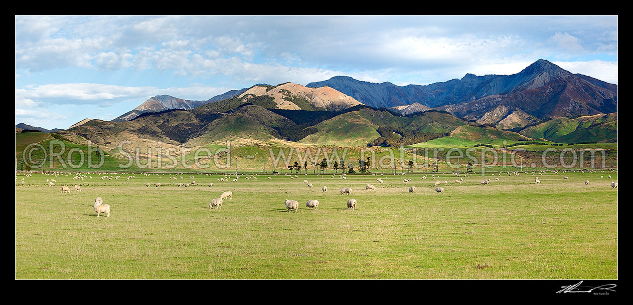 Image of Farmland with sheep grazing below the dramatic rugged Takitimu Mountains range. Panorama, The Key, Te Anau, Southland District, Southland Region, New Zealand (NZ) stock photo image