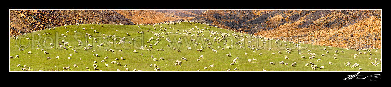 Image of Large flock of sheep feeding on rolling grassland pasture, with red tussock behind. Lush farmland. Large panorama file, Mossburn, Southland District, Southland Region, New Zealand (NZ) stock photo image