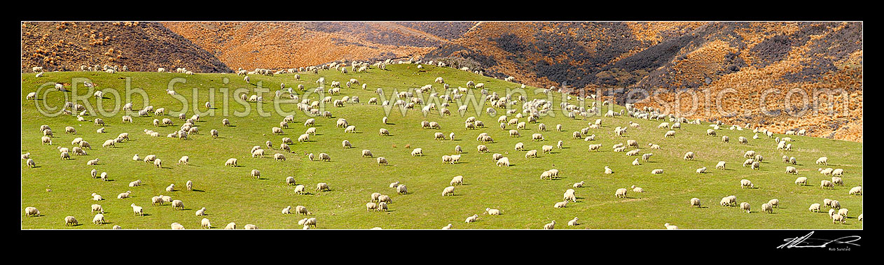 Image of Large flock of sheep feeding on rolling grassland pasture, with red tussock behind. Lush farmland. Large panorama file, Mossburn, Southland District, Southland Region, New Zealand (NZ) stock photo image