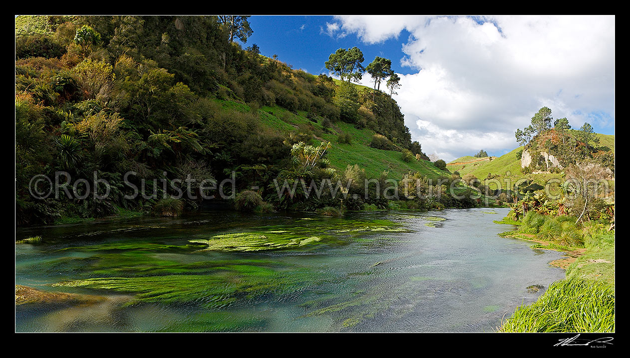 Image of Blue Springs and Waihou River on the Te Waihou Walkway track, through lush farmland. Panorama, Putaruru, South Waikato District, Waikato Region, New Zealand (NZ) stock photo image