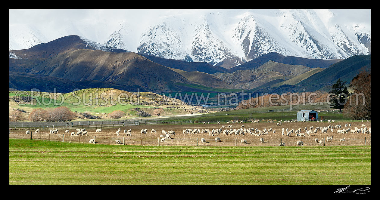 Image of Sheep grazing under the Chain Hills and St Bathans Range in winter, near Lindis Pass. Geordie Hills Station panorama, Tarras, Central Otago District, Otago Region, New Zealand (NZ) stock photo image