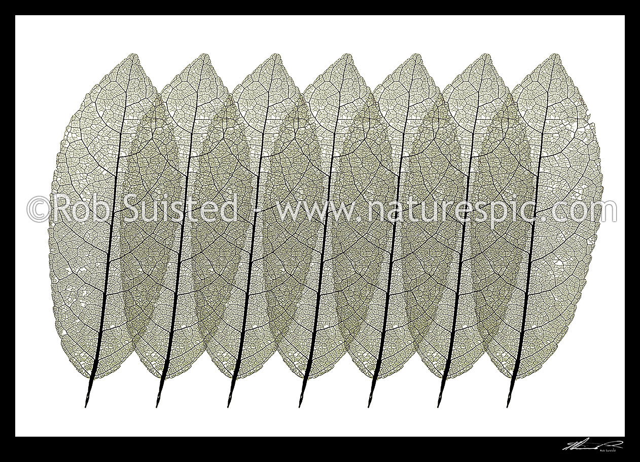 Image of Pattern of overlayed leaf skeletons of NZ native Mahoe tree leaf (Melicytus ramiflorus). White background, New Zealand (NZ) stock photo image