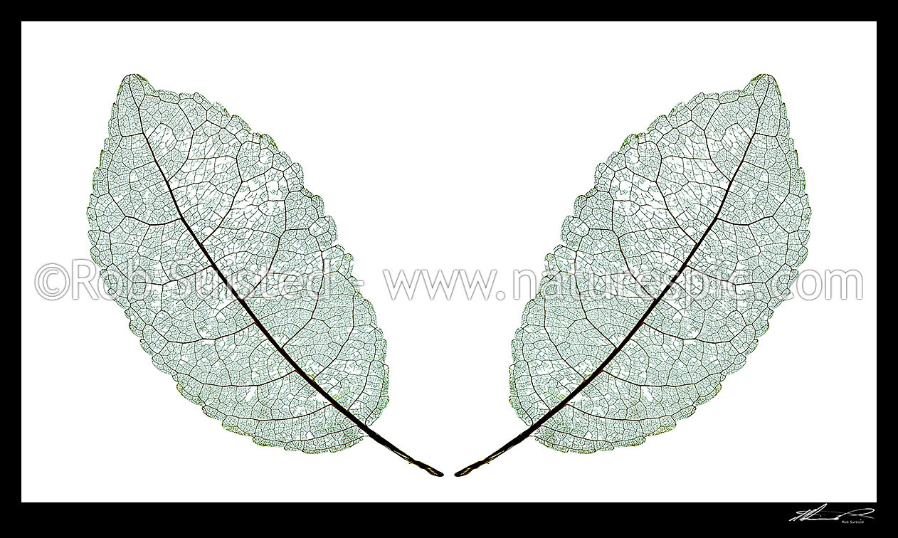 Image of Leaf skeleton closeup showing leaf mid ribs, veins and stem structure of NZ native Mahoe tree leaf (Melicytus ramiflorus). Two leaves, New Zealand (NZ) stock photo image