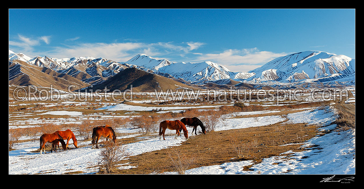 Image of Molesworth Station unbroken horses grazing amongst winter snows in the Awatere headwaters. Barefell Pass and Rachel Range at right. Panorama, Molesworth Station, Marlborough District, Marlborough Region, New Zealand (NZ) stock photo image