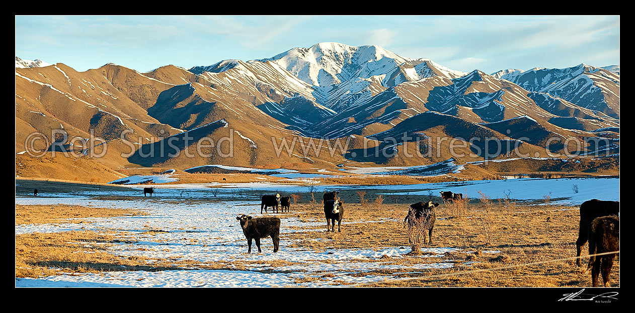 Image of Cattle amongst winter snows on Molesworth Station, Awatere headwaters. Panorama, Molesworth Station, Marlborough District, Marlborough Region, New Zealand (NZ) stock photo image