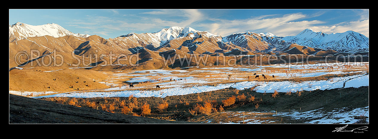 Image of Cattle amongst winter snows on Molesworth Station, Awatere headwaters. Panorama, Molesworth Station, Marlborough District, Marlborough Region, New Zealand (NZ) stock photo image