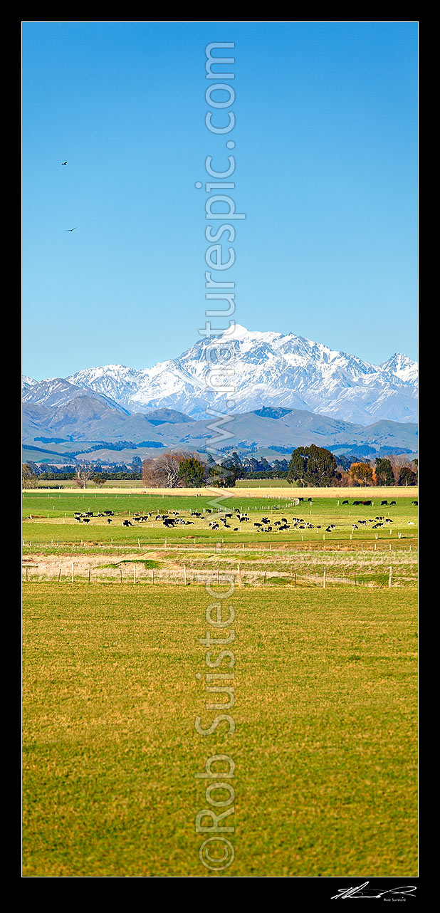 Image of Mount Tapuae-o-uenuku (2885m), Inland Kaikoura Ranges, above dairy farmland in Awatere River Valley. Mt Alarm right. Vertical panorama, Seddon, Marlborough District, Marlborough Region, New Zealand (NZ) stock photo image