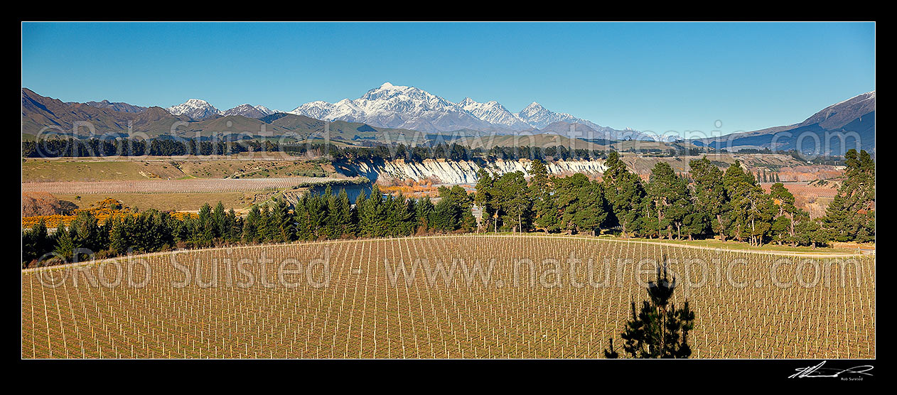 Image of Mount Tapuae-o-uenuku (2885m), Inland Kaikoura Ranges, above grape vineyards in the lower Awatere River Valley. Mt Alarm and Mitre Peak right. Panorama, Seddon, Marlborough District, Marlborough Region, New Zealand (NZ) stock photo image