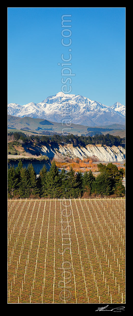 Image of Mount Tapuae-o-uenuku (2885m), Inland Kaikoura Ranges, above grape vineyards in the lower Awatere River Valley. Mt Alarm and Mitre Peak right. Vertical panorama, Seddon, Marlborough District, Marlborough Region, New Zealand (NZ) stock photo image