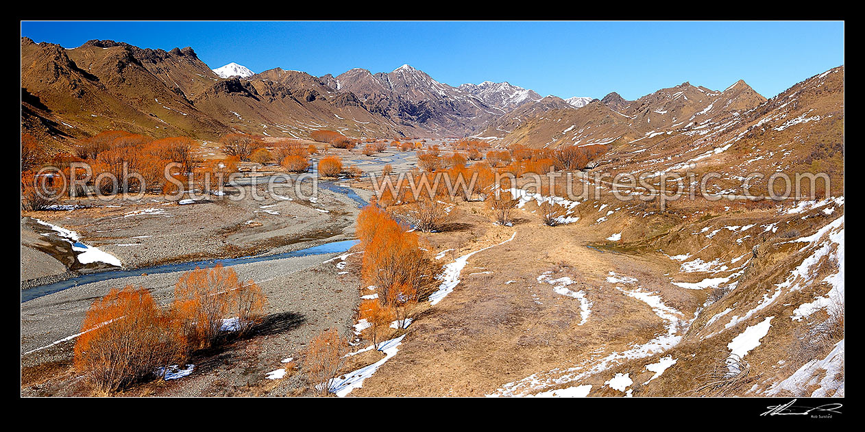 Image of Awatere River upper valley in winter with snow on ground, and barren willow trees. Panorama. Check out other season comparisons: 45264, 43042, Awatere Valley, Marlborough District, Marlborough Region, New Zealand (NZ) stock photo image