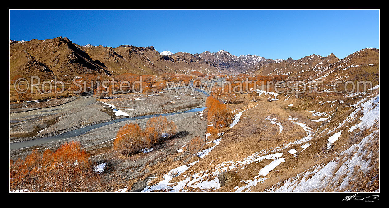 Image of Awatere River upper valley in winter with snow on ground, and barren willow trees. Panorama. Check out other season comparisons: 45265, 43041, Awatere Valley, Marlborough District, Marlborough Region, New Zealand (NZ) stock photo image