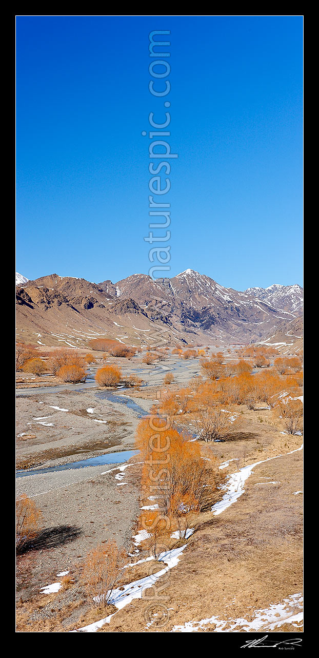 Image of Awatere River upper valley in winter with snow on ground, and barren willow trees. Vertical panorama. Compare to 43043, Awatere Valley, Marlborough District, Marlborough Region, New Zealand (NZ) stock photo image