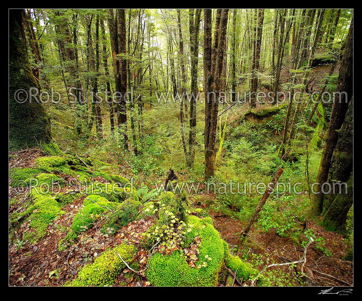 Image of Red Beech forest interior (Fuscospora fusca, Syn Nothofagus fusca) in Eglinton Valley, with lush moss and seedlings in foreground, Fiordland National Park, Southland District, Southland Region, New Zealand (NZ) stock photo image