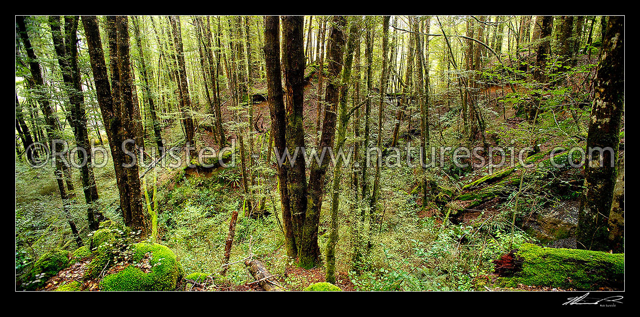 Image of Red Beech interior of young forest (Fuscospora fusca, Syn Nothofagus fusca) in Eglinton Valley, panorama, Fiordland National Park, Southland District, Southland Region, New Zealand (NZ) stock photo image