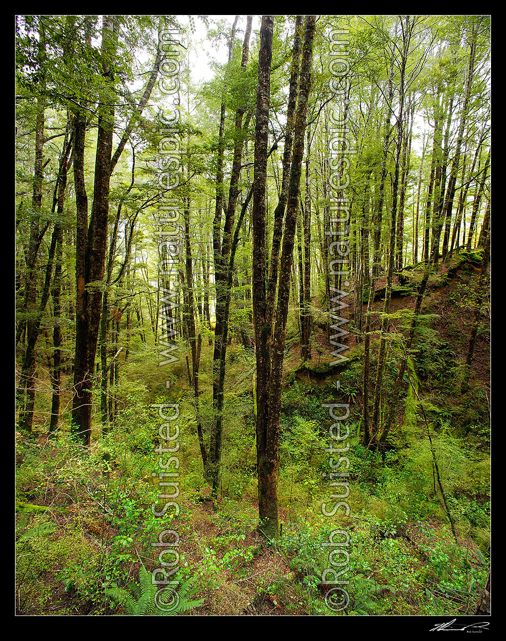 Image of Red Beech forest interior (Fuscospora fusca, Syn Nothofagus fusca) in Eglinton Valley, square format, Fiordland National Park, Southland District, Southland Region, New Zealand (NZ) stock photo image