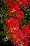 Pohutukawa tree flowers