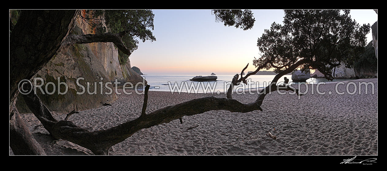 Image of Mares Leg Cove on Cathedral Cove walkway at dawn panorama. Whanganui A Hei Marine Reserve, Hahei, Coromandel Peninsula, Thames-Coromandel District, Waikato Region, New Zealand (NZ) stock photo image