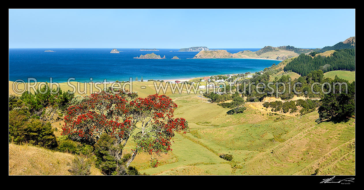 Image of Opito Bay settlement with Rabbit, Ohinau, Ohinauiti, Old Man Rock and Black Rock Islands centre. Flowering Pohutukawa tree. Panorama, Opito Bay, Thames-Coromandel District, Waikato Region, New Zealand (NZ) stock photo image