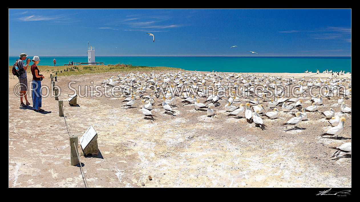 Image of Cape Kidnappers summit gannet bird breeding colony (Morus serrator / Sula serraor). Panorama with people visitors, Cape Kidnappers, Hastings District, Hawke's Bay Region, New Zealand (NZ) stock photo image