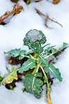 Vege garden late snow