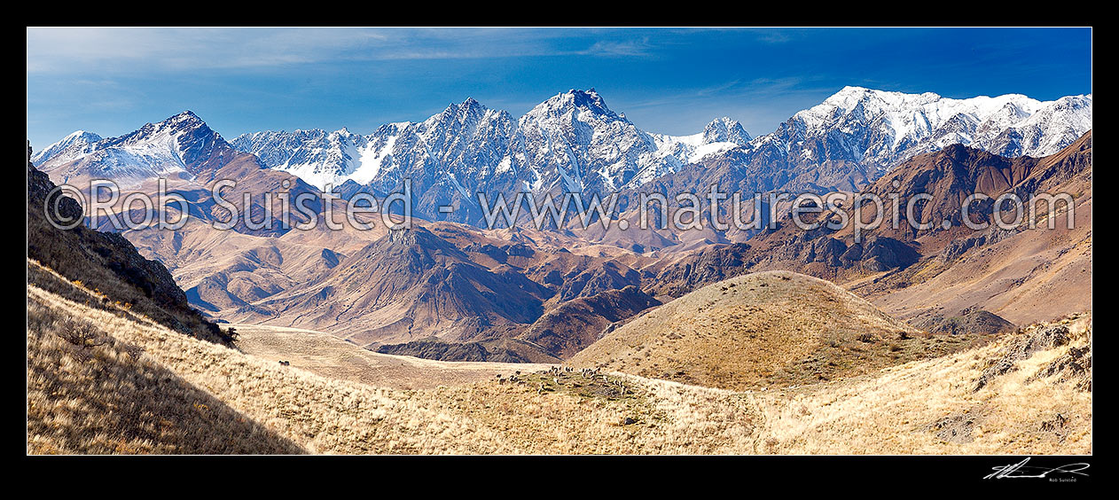 Image of Mount Tapuae-o-Uenuku (2885m) above Muller Station and a flock of Merino sheep grazing. Autumn. Inland Kaikoura Range panorama, Awatere Valley, Marlborough District, Marlborough Region, New Zealand (NZ) stock photo image