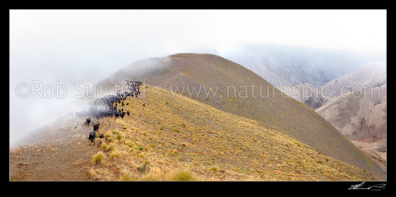 Image of Stockmen, horses and dogs at 1400m, pushing 400 cattle to Lake McRae down Driving Spur on Autumn muster over Robinson Saddle. Tweed River valley right. Panorama, Molesworth Station, Marlborough District, Marlborough Region, New Zealand (NZ) stock photo image