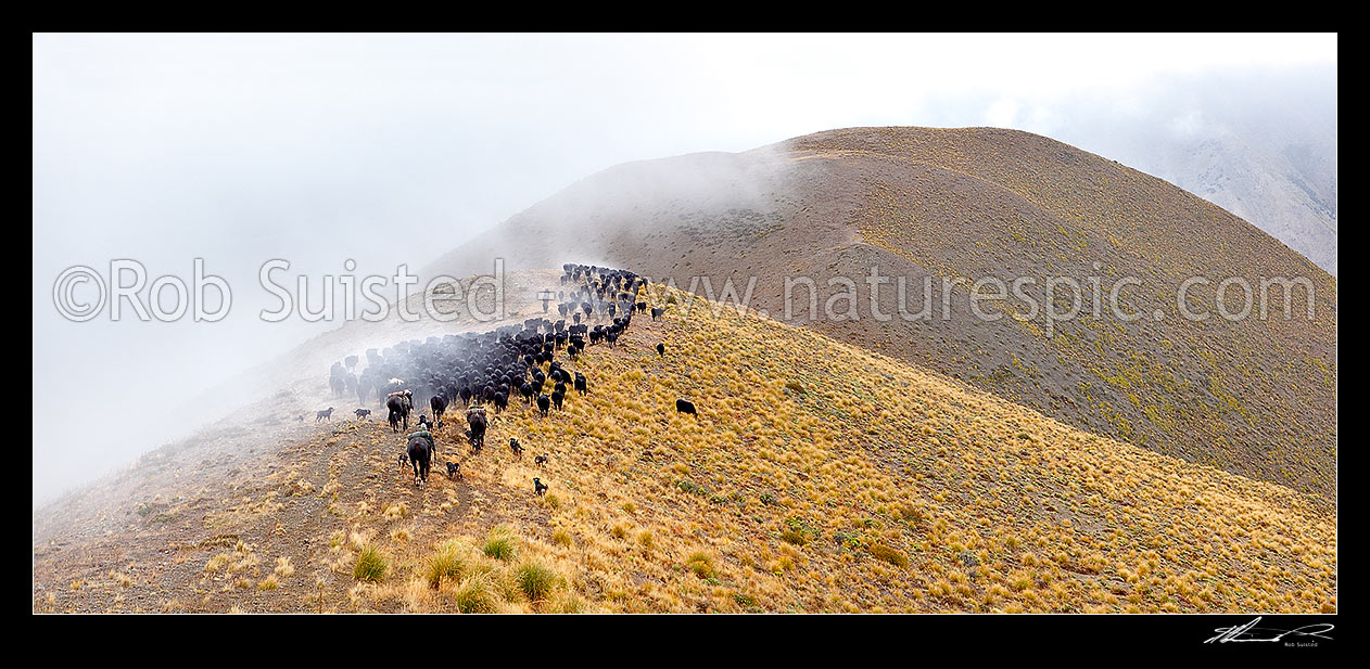 Image of Stockmen, horses and dogs at 1400m, pushing 400 cattle to Lake McRae down Driving Spur on Autumn muster over Robinson Saddle. Panorama, Molesworth Station, Marlborough District, Marlborough Region, New Zealand (NZ) stock photo image