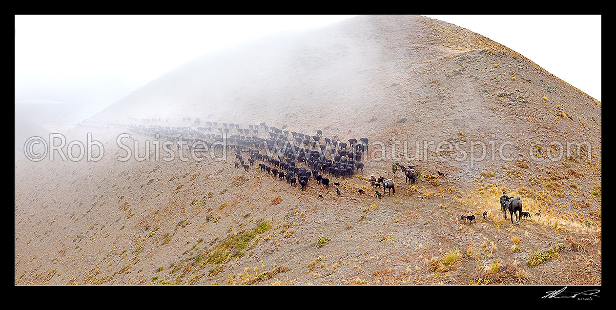 Image of Stockmen, horses and dogs pushing 400 cattle to Lake McRae (left) down Driving Spur on Autumn muster over Robinson Saddle. Panorama, Molesworth Station, Marlborough District, Marlborough Region, New Zealand (NZ) stock photo image