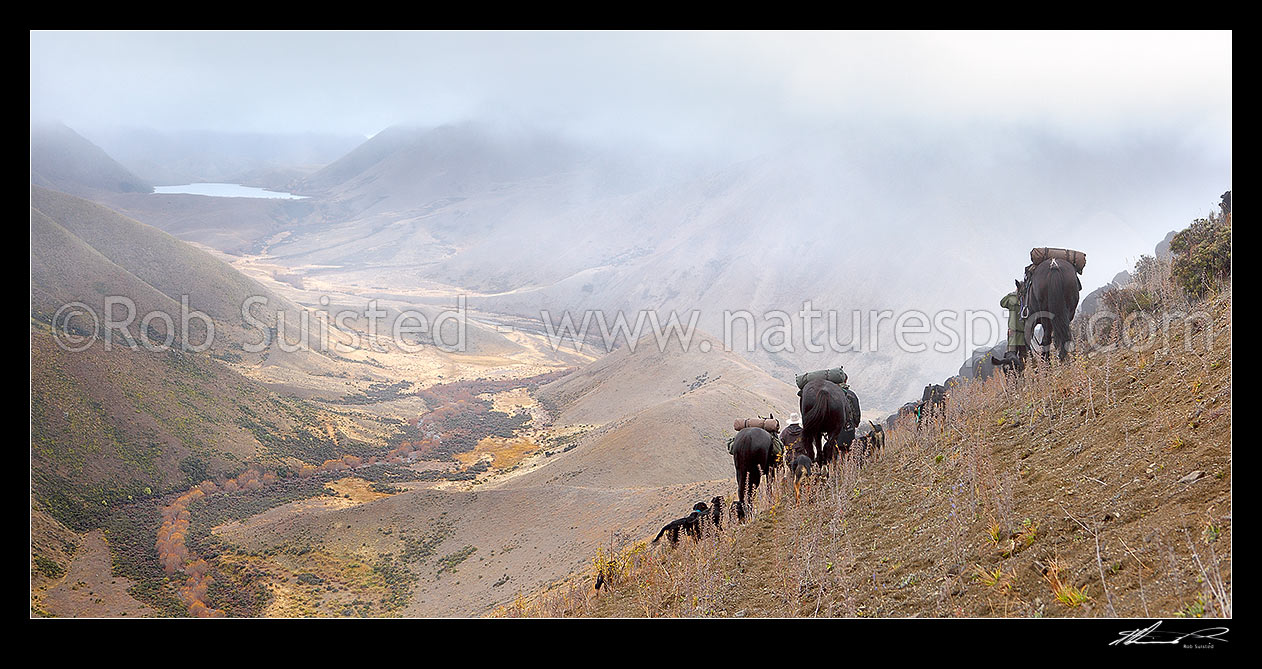 Image of Stockmen, horses and dogs pushing 400 cattle to Lake McRae (left) down Driving Spur on Autumn muster over Robinson Saddle. Tweed River. Panorama, Molesworth Station, Marlborough District, Marlborough Region, New Zealand (NZ) stock photo image