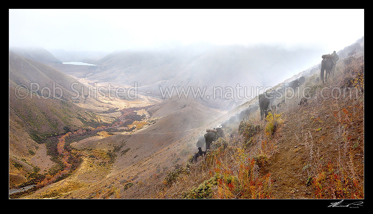 Image of Stockmen, horses and dogs, pushing 400 steaming cattle to Lake McRae (left) down Driving Spur on Autumn muster over Robinson Saddle. Tweed River. Panorama, Molesworth Station, Marlborough District, Marlborough Region, New Zealand (NZ) stock photo image