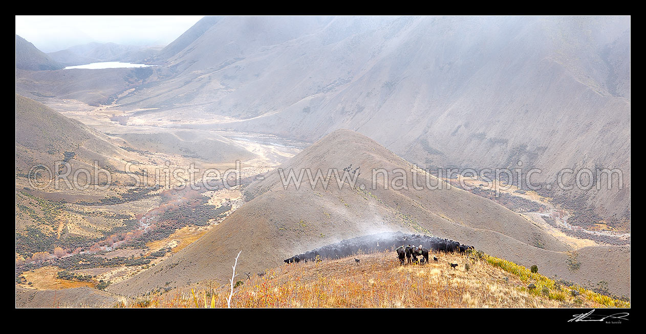 Image of Cattle muster on Molesworth Station. Stockmen, horses and dogs, pushing 400 steaming cattle towards Lake McRae (left) down Driving Spur on Autumn muster over Robinson Saddle. Tweed River. Panorama, Molesworth Station, Marlborough District, Marlborough Region, New Zealand (NZ) stock photo image