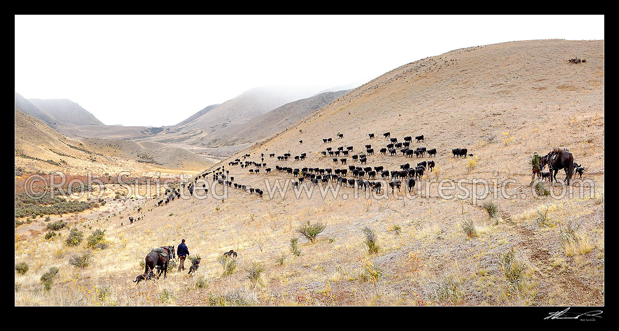 Image of Cattle muster on Molesworth Station. Stockmen, horses and dogs, pushing 400 steaming cattle towards Lake McRae (left) on Autumn muster over Robinson Saddle. Tweed River. Panorama, Molesworth Station, Marlborough District, Marlborough Region, New Zealand (NZ) stock photo image