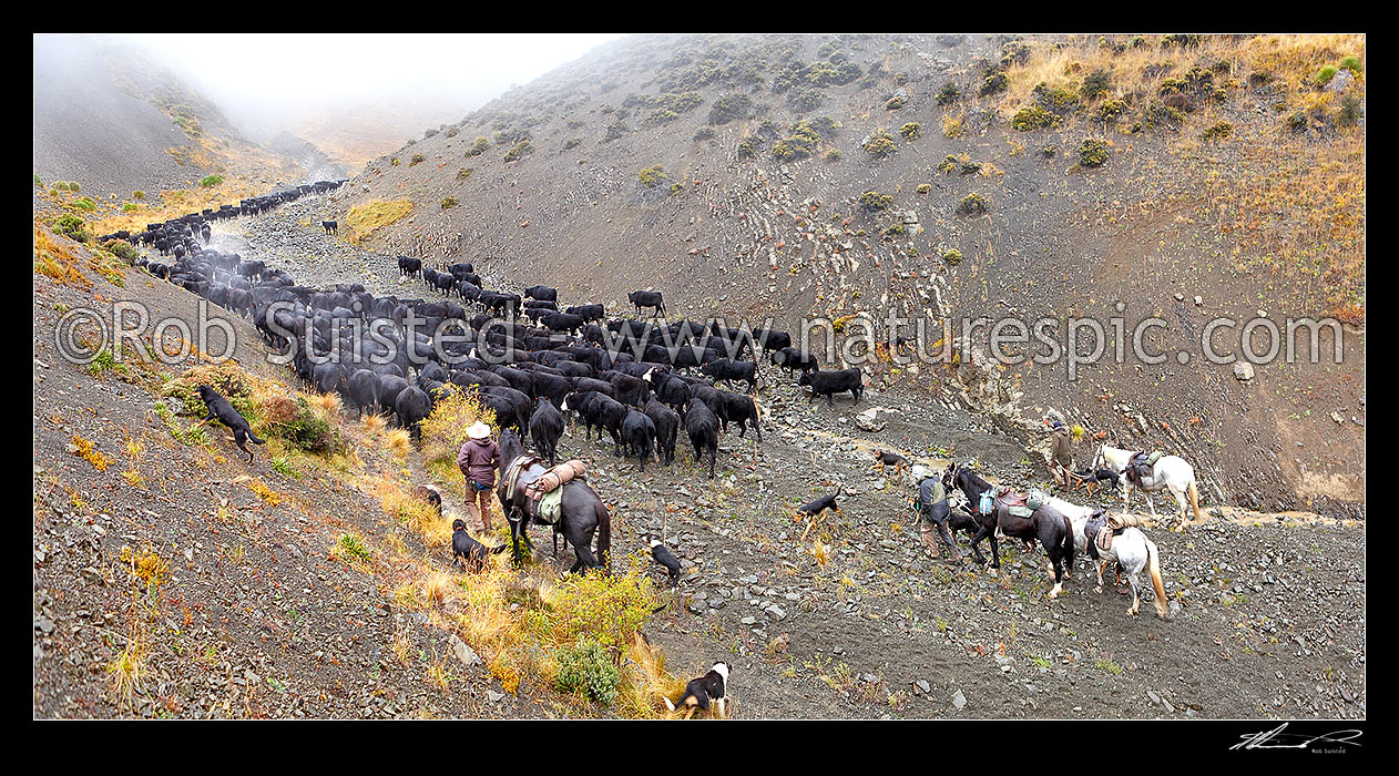 Image of Molesworth Muster in the upper Robinson Creek, stockmen, horses and dogs pushing 400 cattle over Robinson Saddle (4700ft) to Lake McRae. Panorama, Molesworth Station, Marlborough District, Marlborough Region, New Zealand (NZ) stock photo image