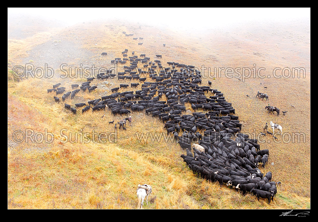 Image of Stockmen starting steep drive of cattle upwards towards Robinson Saddle on autumn muster. Jim Ward (manager) bottom right, Molesworth Station, Marlborough District, Marlborough Region, New Zealand (NZ) stock photo image