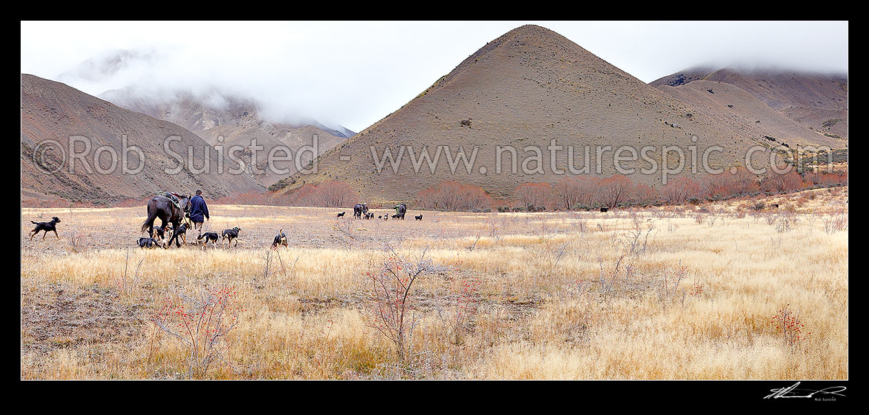 Image of Stockmen with horses and dogs in the mid Tweed River valley during the autumn Lake McRae muster. Driving Spur far right. Panorama, Molesworth Station, Marlborough District, Marlborough Region, New Zealand (NZ) stock photo image