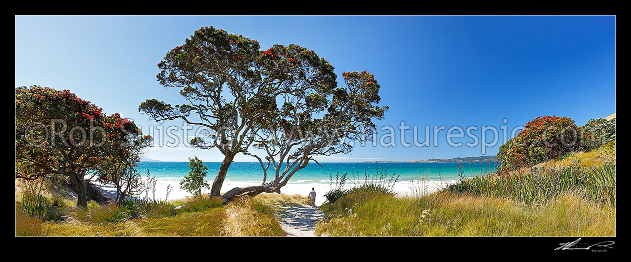 Image of Otama Beach on the Coromandel Peninsula. Visitor standing under flowering pohutukawa trees on summers day. Great Mercury Island beyond. Large panorama, Otama Beach, Coromandel Peninsula, Thames-Coromandel District, Waikato Region, New Zealand (NZ) stock photo image