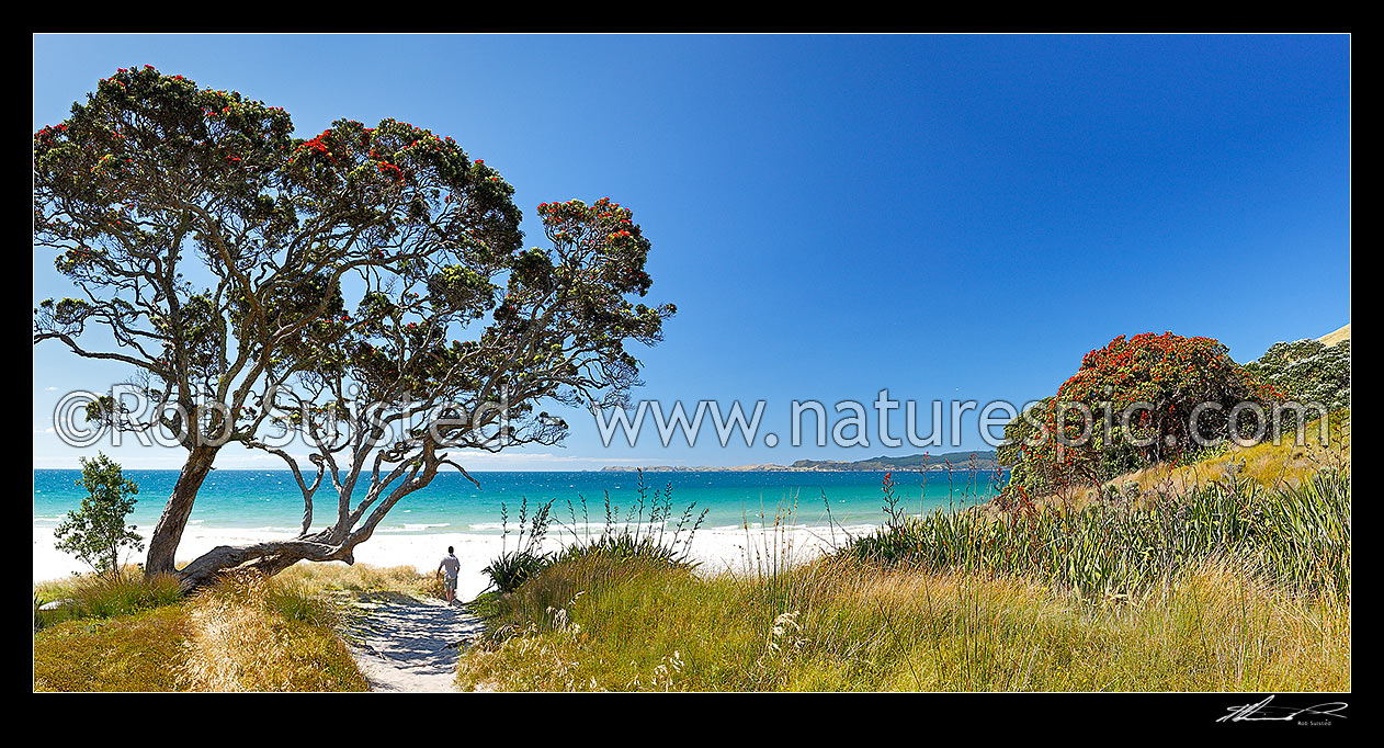 Image of Otama Beach on the Coromandel Peninsula. Visitor walking under red flowering pohutukawa trees on summers day. Great Mercury Island beyond. Panorama, Otama Beach, Coromandel Peninsula, Thames-Coromandel District, Waikato Region, New Zealand (NZ) stock photo image