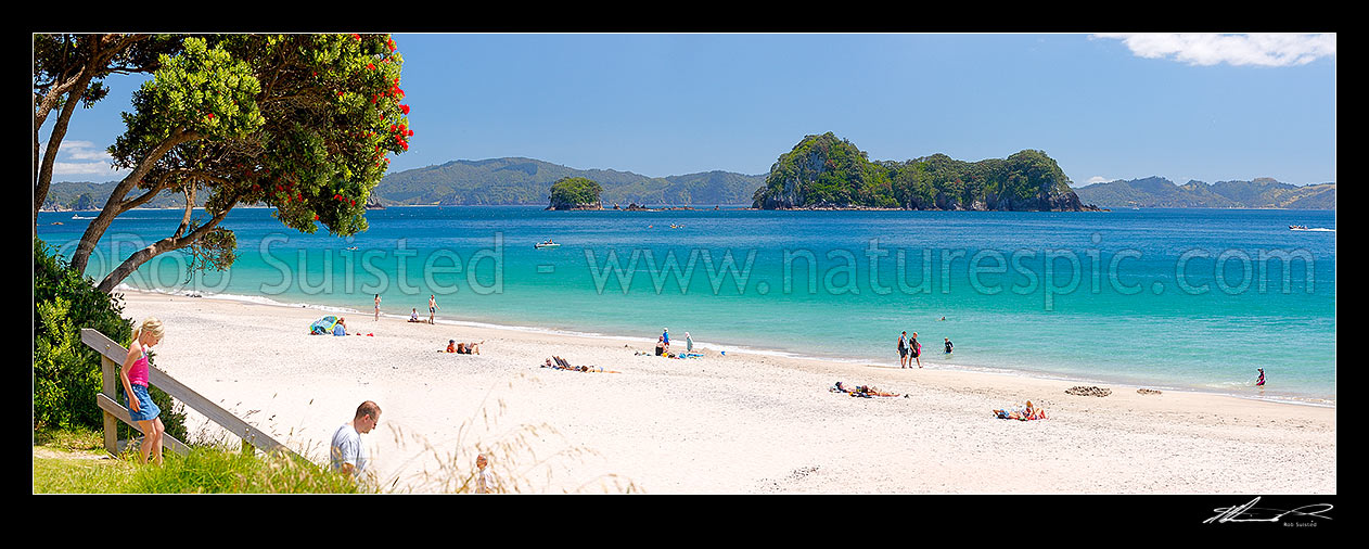 Image of Hahei beach in summertime with flowering pohutukawa tree. Families, swimmers, sea kayakers, sunbathers enjoying the holidays. Panorama, Hahei, Coromandel Peninsula, Thames-Coromandel District, Waikato Region, New Zealand (NZ) stock photo image