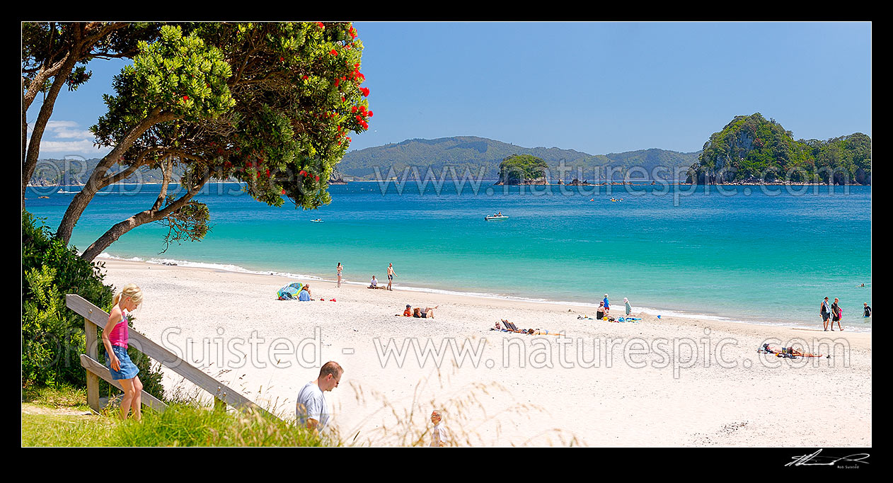 Image of Hahei beach in summertime with flowering pohutukawa tree. Families, swimmers, sea kayakers, sunbathers enjoying the holidays. Panorama, Hahei, Coromandel Peninsula, Thames-Coromandel District, Waikato Region, New Zealand (NZ) stock photo image