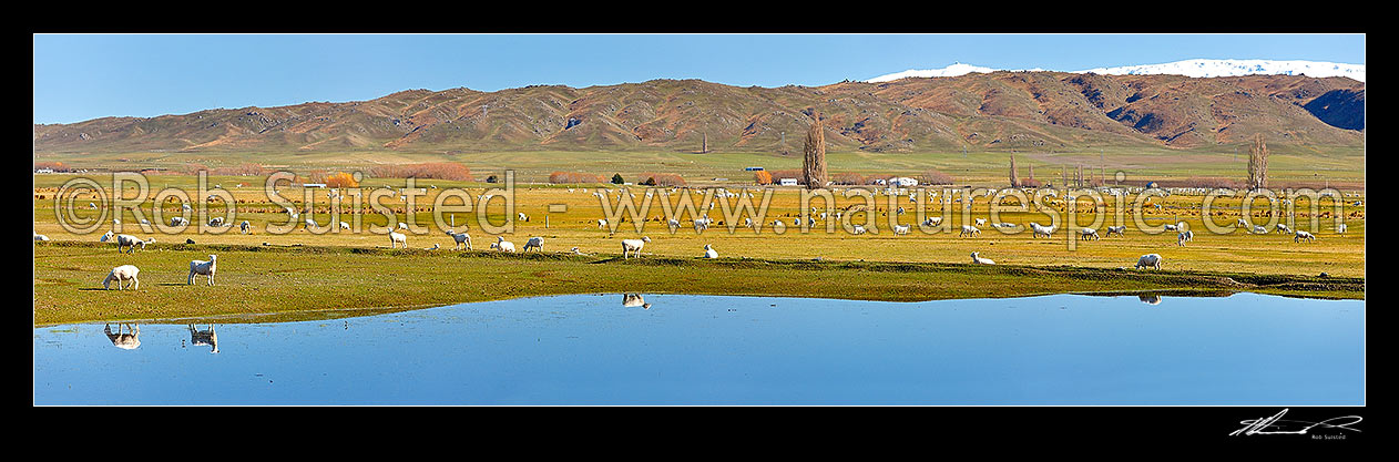 Image of Sheep grazing in the lush Ida Burn Valley on a spring/winter day. Raggedy Range beyond. Irrigation lake reflecting on a perfectly calm day. Panorama, Ida Burn Valley, Central Otago District, Otago Region, New Zealand (NZ) stock photo image