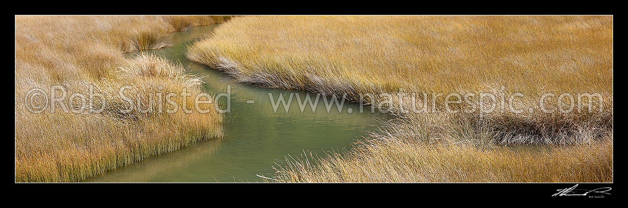 Image of Sedges and rushes, jointed wire rush, Oioi, (Leptocarpus (Apodasmia) similis), growing in coastal salt marshlands and tidal estuary. Panorama, Marlborough District, Marlborough Region, New Zealand (NZ) stock photo image